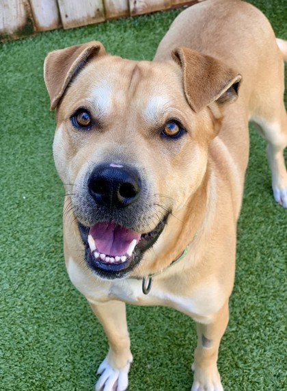 Nago, an adoptable Mixed Breed in Eugene, OR, 97402 | Photo Image 2
