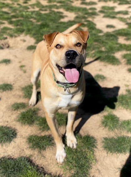 Nago, an adoptable Mixed Breed in Eugene, OR, 97402 | Photo Image 3