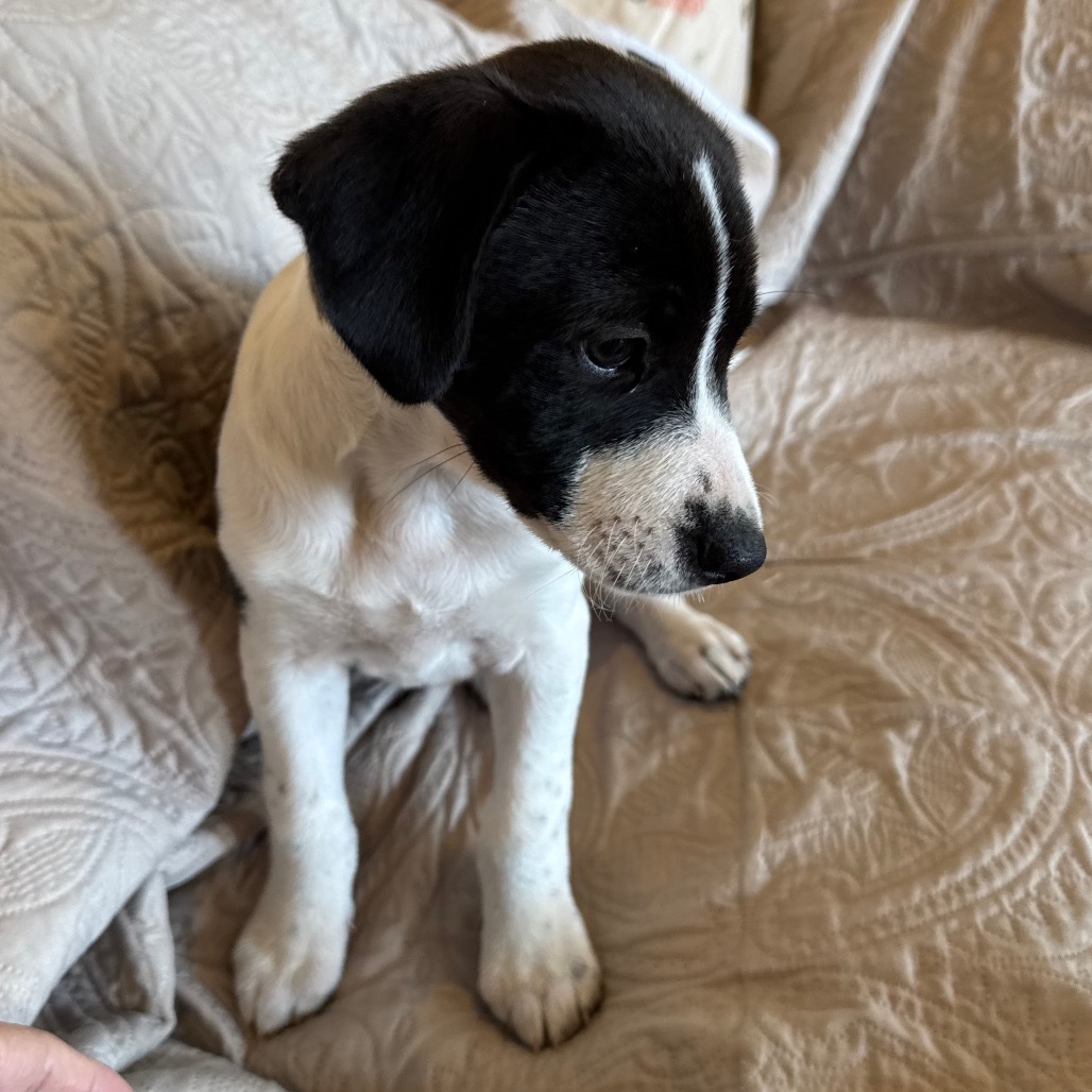 Poppy Ann