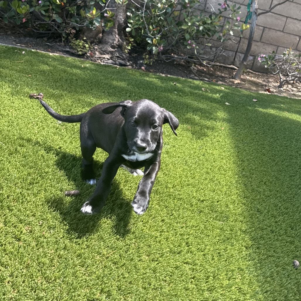 Basil