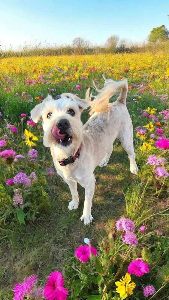 Skadoodle ***RESCUE CENTER***, an adoptable Aussiedoodle, Terrier in Aurora, CO, 80018 | Photo Image 1