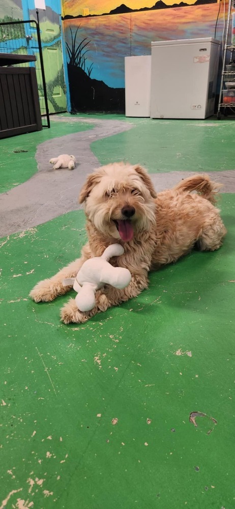 Skadoodle ***RESCUE CENTER***, an adoptable Aussiedoodle, Terrier in Aurora, CO, 80018 | Photo Image 1