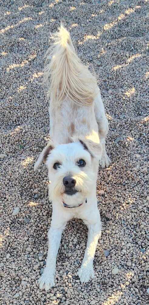 Skadoodle ***RESCUE CENTER***, an adoptable Aussiedoodle, Terrier in Aurora, CO, 80018 | Photo Image 2