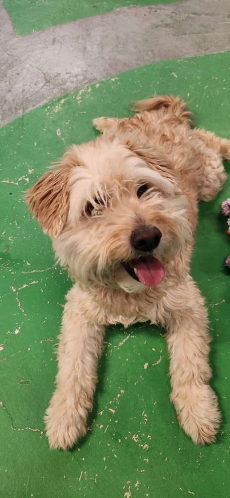 Skadoodle ***RESCUE CENTER***, an adoptable Aussiedoodle, Terrier in Aurora, CO, 80018 | Photo Image 2