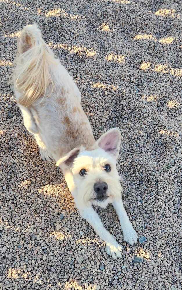 Skadoodle ***RESCUE CENTER***, an adoptable Aussiedoodle, Terrier in Aurora, CO, 80018 | Photo Image 4