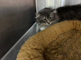 Fluff-A-Roo, Adult Female Calico