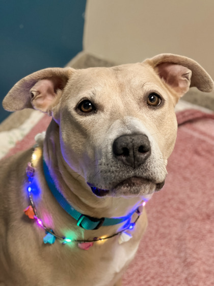 Sweetness (in foster)