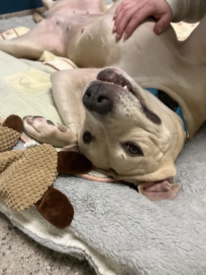 Sweetness (in foster)
