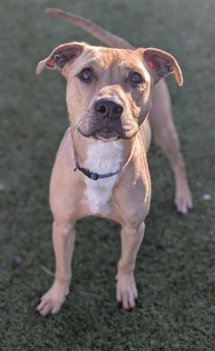 Jelly Bean, an adoptable Pit Bull Terrier, Mixed Breed in Hutchinson, KS, 67504 | Photo Image 2