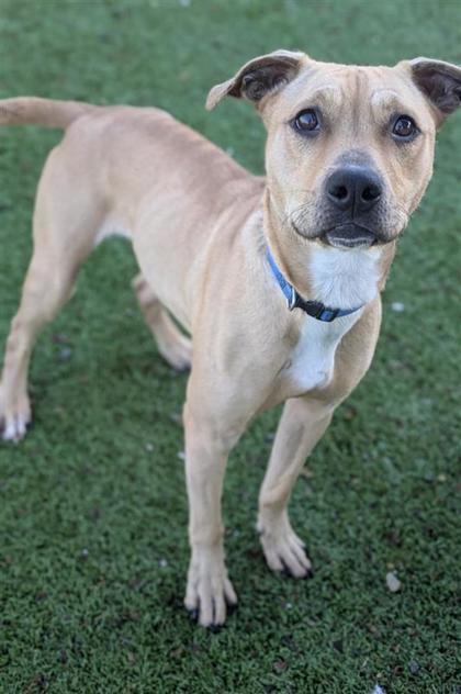 Jelly Bean, an adoptable Pit Bull Terrier, Mixed Breed in Hutchinson, KS, 67504 | Photo Image 3