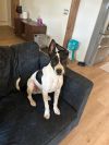Floppy photo 4