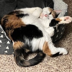 Calico Cookie