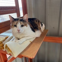 Calico Cookie