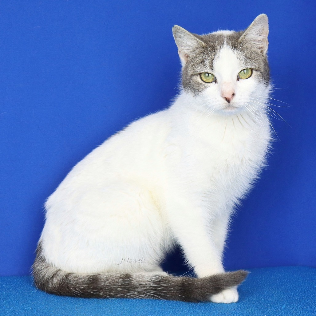Ivy- 012206T, an adoptable Domestic Short Hair in Tupelo, MS, 38801 | Photo Image 1
