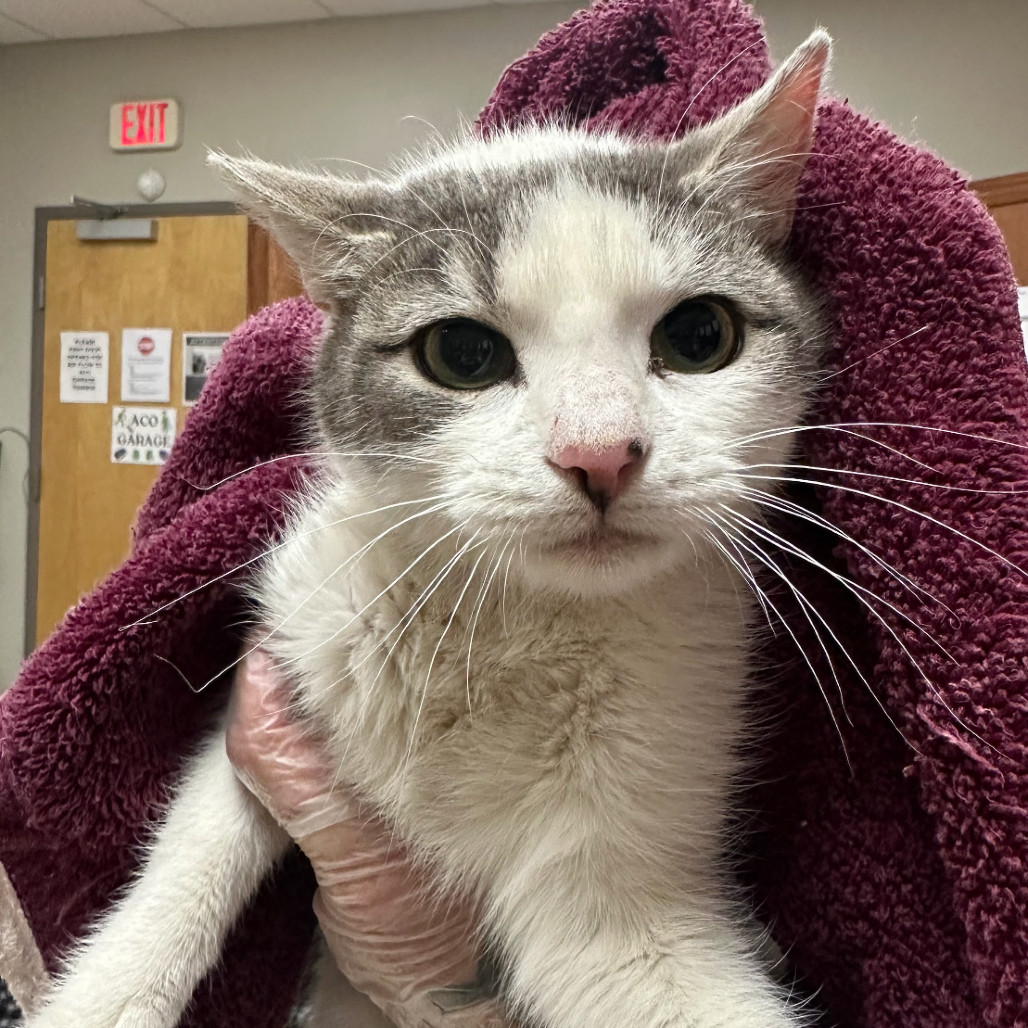 Ivy- 012206T, an adoptable Domestic Short Hair in Tupelo, MS, 38801 | Photo Image 2