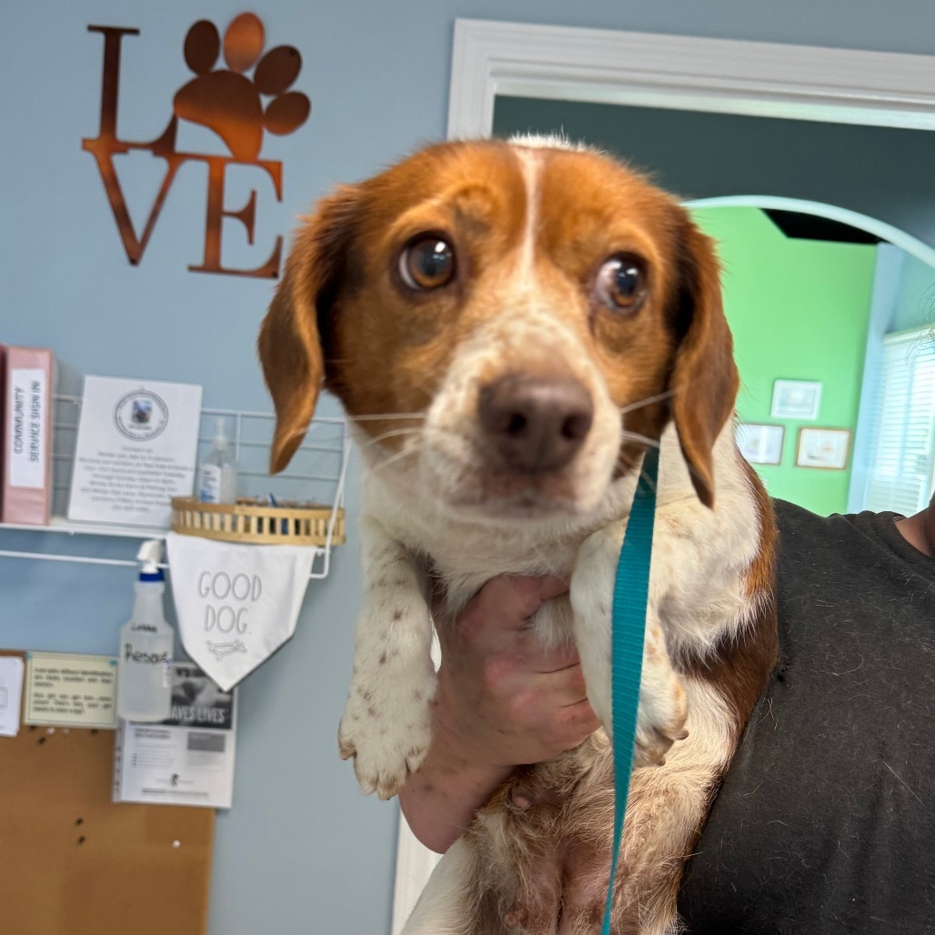 4/5/25 Evertte Rd. Stray