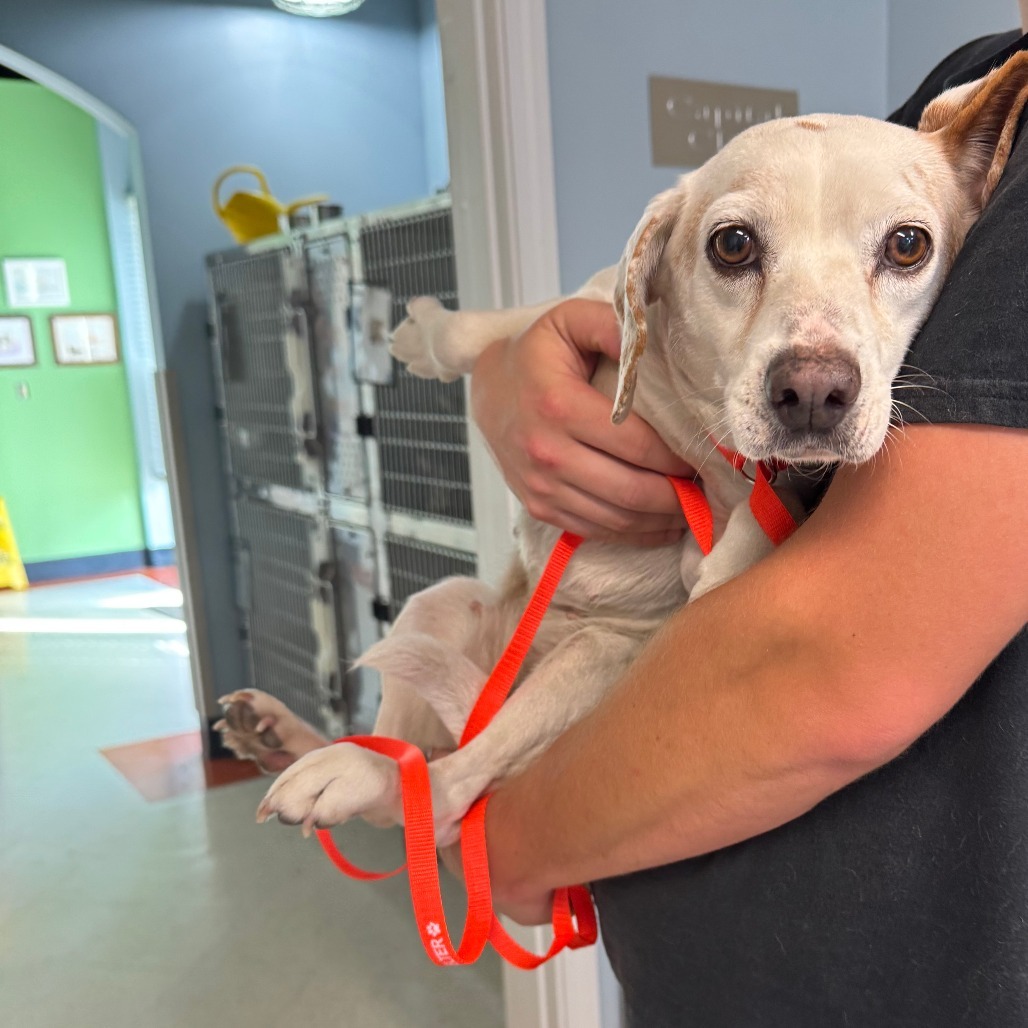 4/5/25 Evertte Rd. Stray 2