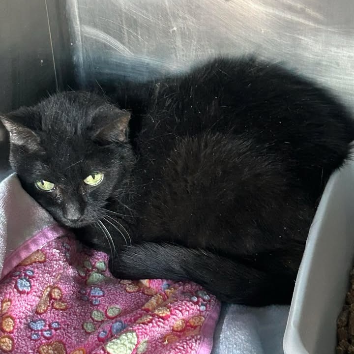 Cher, an adoptable Domestic Short Hair in Blair, WI, 54616 | Photo Image 1