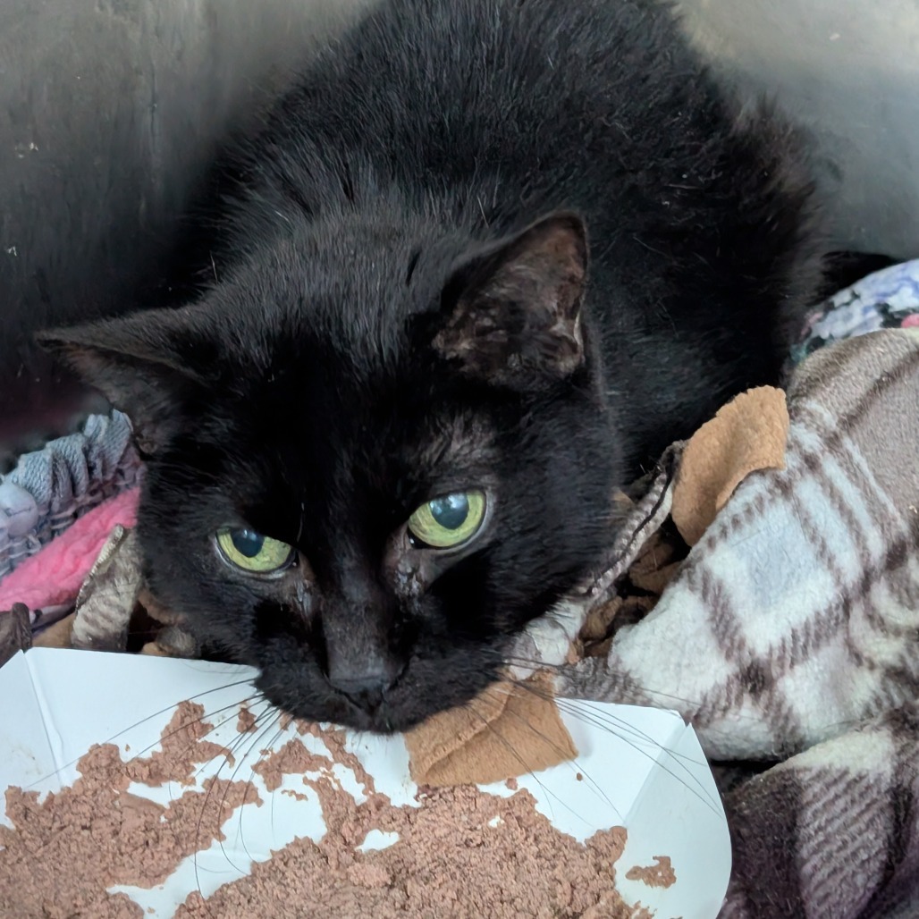 Cher, an adoptable Domestic Short Hair in Blair, WI, 54616 | Photo Image 2