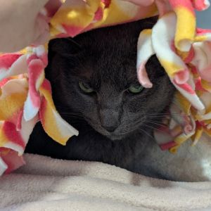 Berry, Senior Male Domestic Short Hair