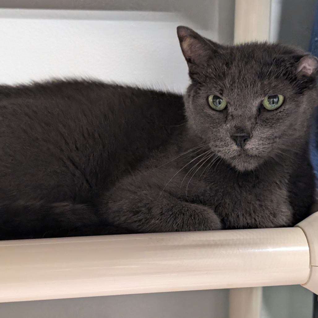 Berry, an adoptable Domestic Short Hair in Blair, WI, 54616 | Photo Image 1