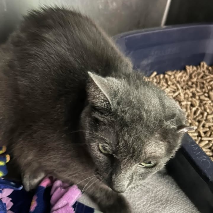 Berry, an adoptable Domestic Short Hair in Blair, WI, 54616 | Photo Image 2