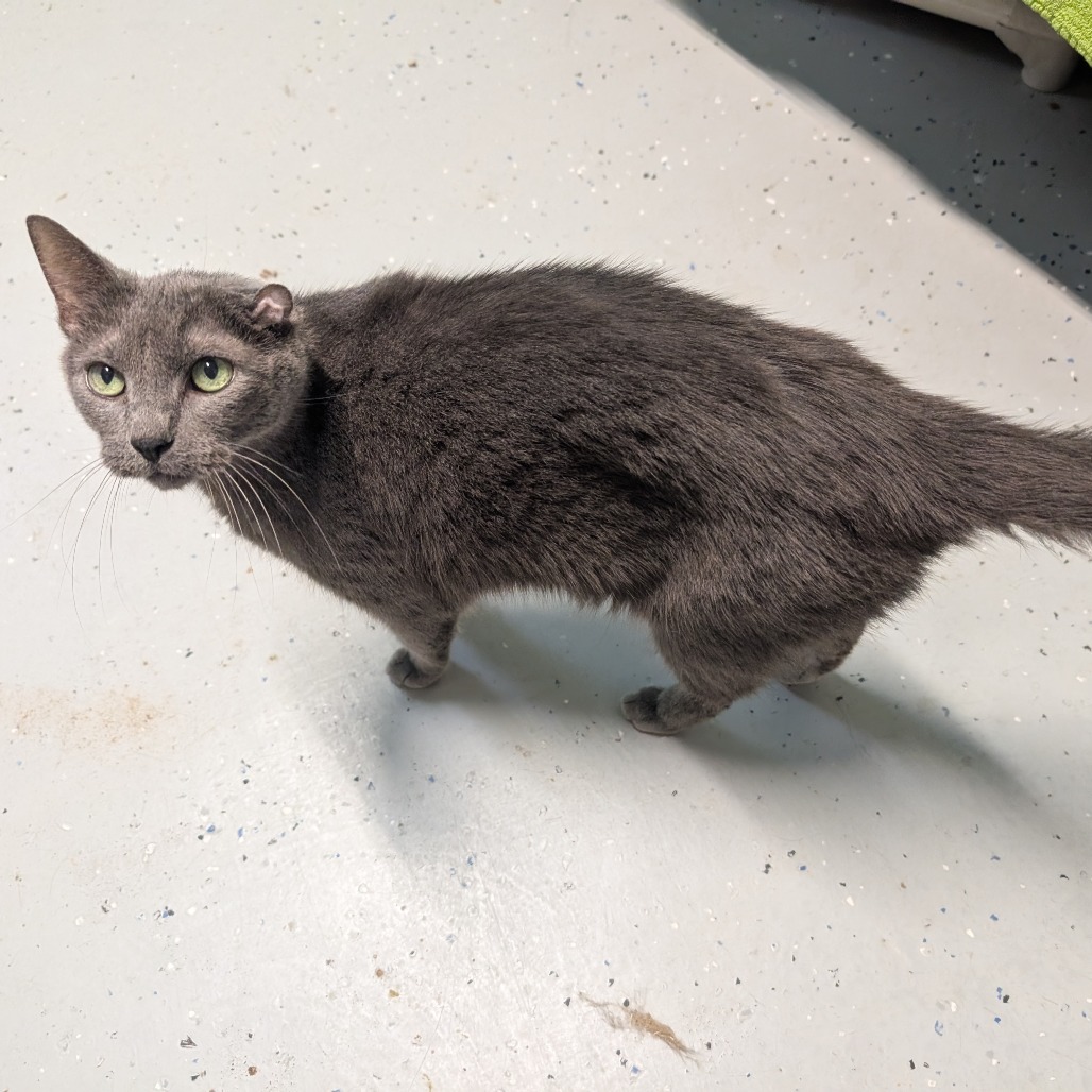 Berry, an adoptable Domestic Short Hair in Blair, WI, 54616 | Photo Image 4