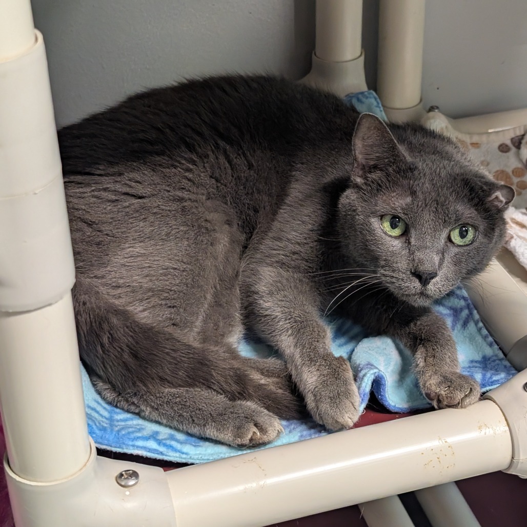 Berry, an adoptable Domestic Short Hair in Blair, WI, 54616 | Photo Image 5