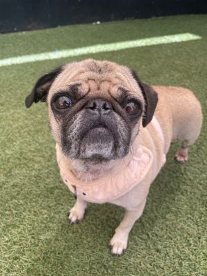 Suni is a sweet and resilient little lady who has faced more challenges in her 5 years than most dog