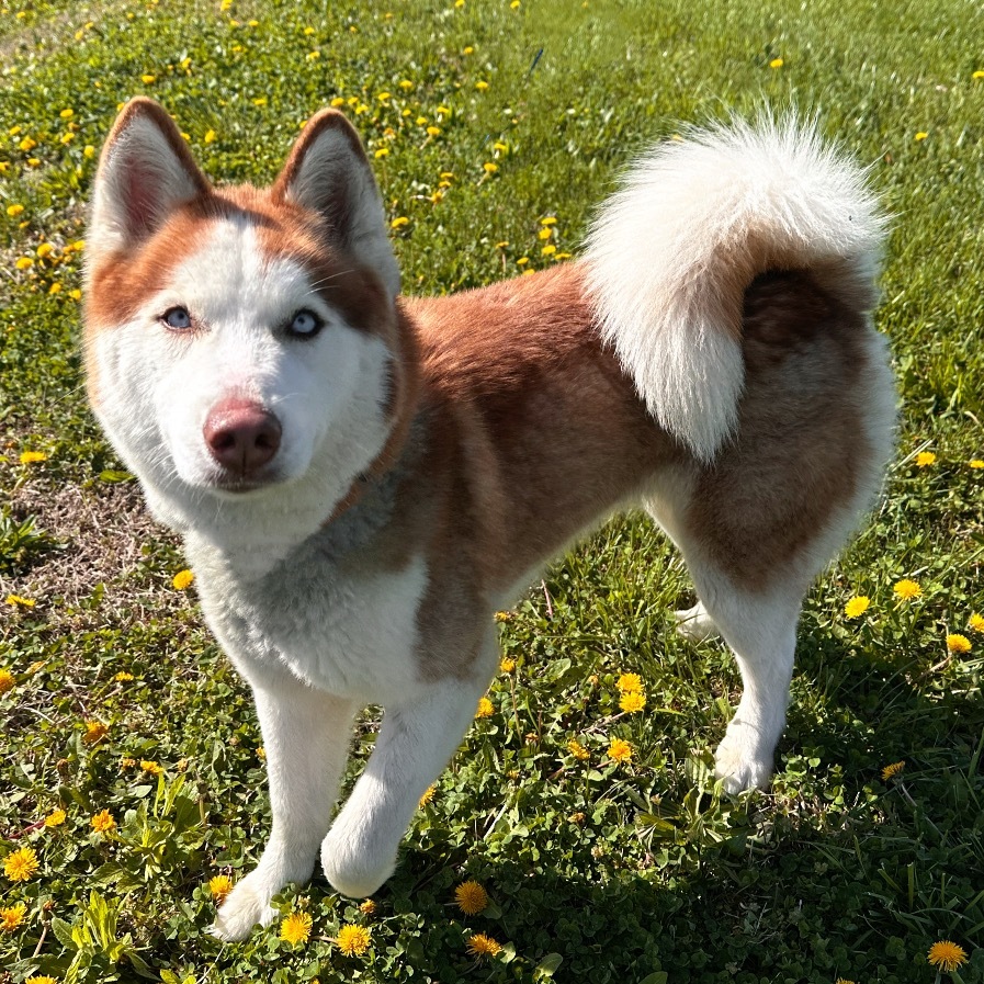 Luna