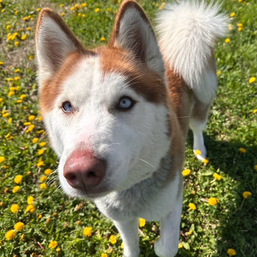Luna