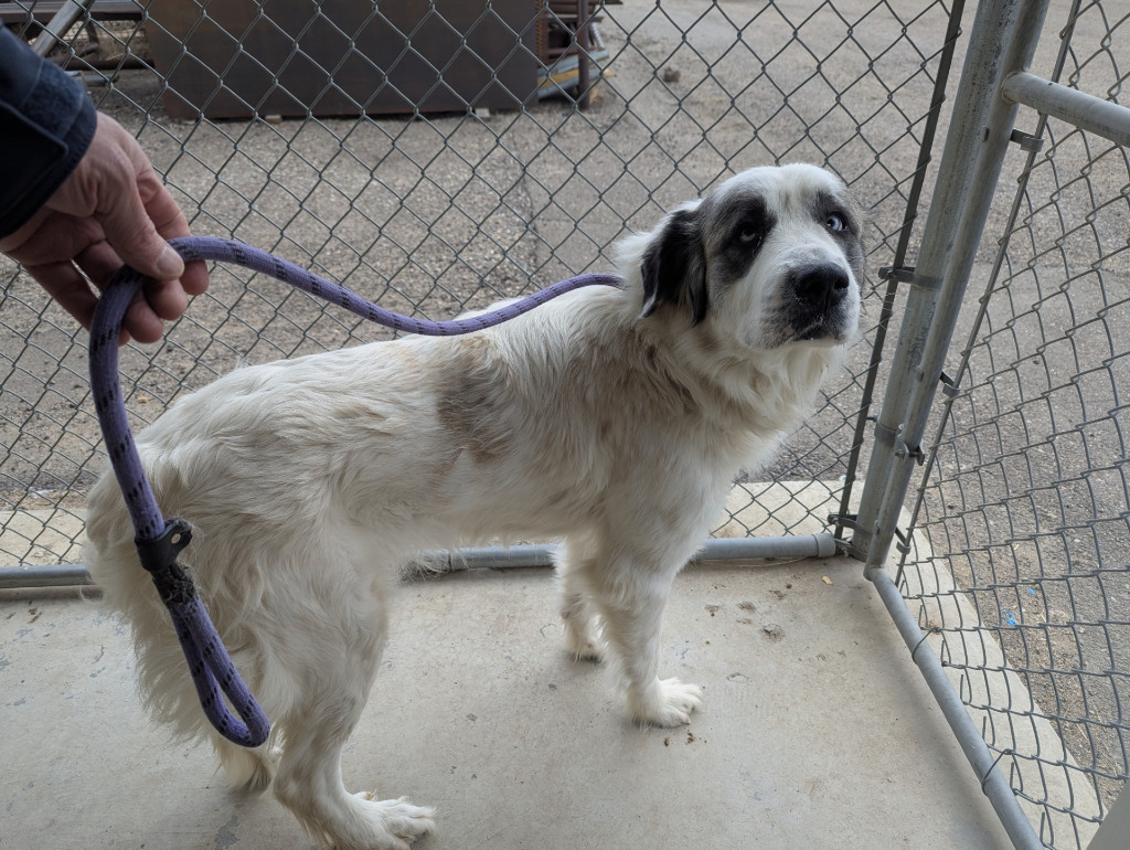 Calypso, an adoptable Great Pyrenees, Anatolian Shepherd in Havre, MT, 59501 | Photo Image 1
