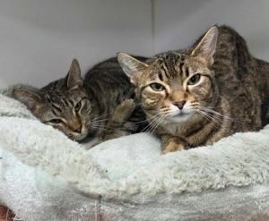 Magnolia, Young Female Domestic Short Hair