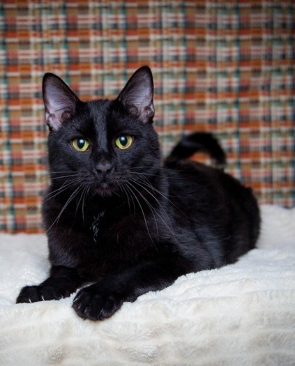 Shakey Bakey, an adoptable Domestic Short Hair in Salt Lake City, UT, 84117 | Photo Image 1