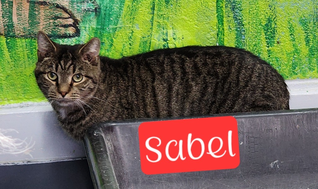 Sabel