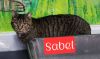Sabel photo 1