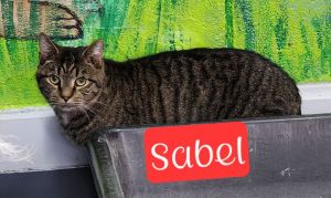 Sabel, Adult Male Domestic Short Hair