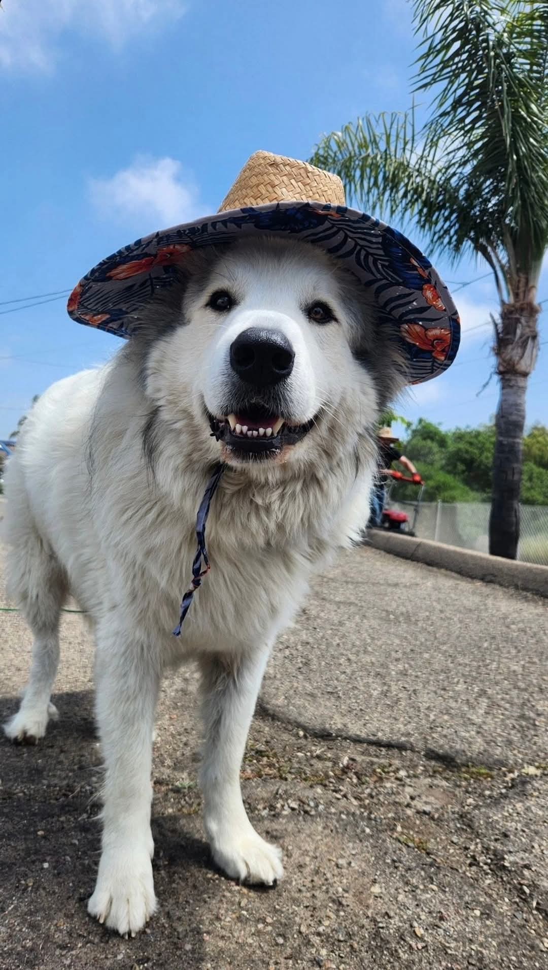 Casper, an adoptable Great Pyrenees in Hamilton, MT, 59840 | Photo Image 1