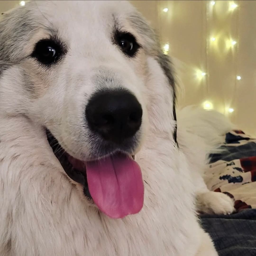 Casper, an adoptable Great Pyrenees in Hamilton, MT, 59840 | Photo Image 2