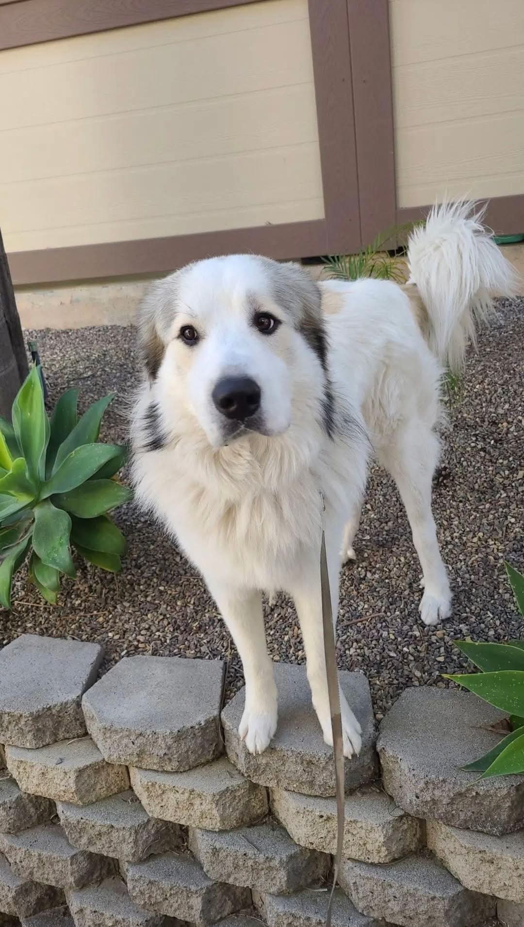 Casper, an adoptable Great Pyrenees in Hamilton, MT, 59840 | Photo Image 3
