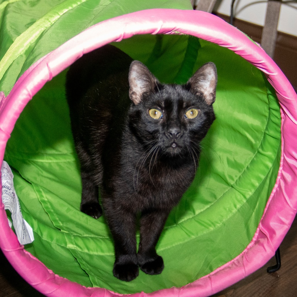 Blackie, an adoptable Manx in Wichita, KS, 67208 | Photo Image 1