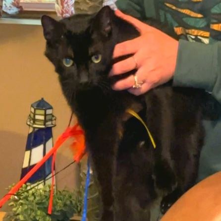 Blackie, an adoptable Manx in Wichita, KS, 67208 | Photo Image 2