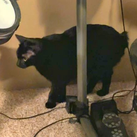 Blackie, an adoptable Manx in Wichita, KS, 67208 | Photo Image 3