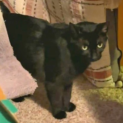 Blackie, an adoptable Manx in Wichita, KS, 67208 | Photo Image 4