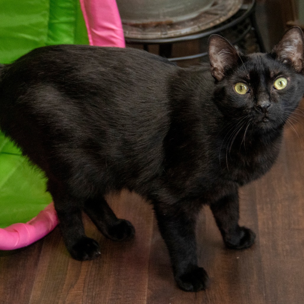 Blackie, an adoptable Manx in Wichita, KS, 67208 | Photo Image 5