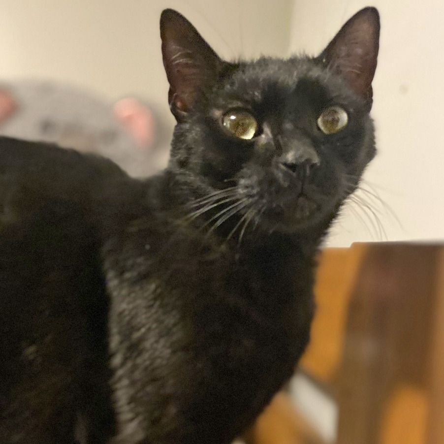 Blackie, an adoptable Manx in Wichita, KS, 67208 | Photo Image 6