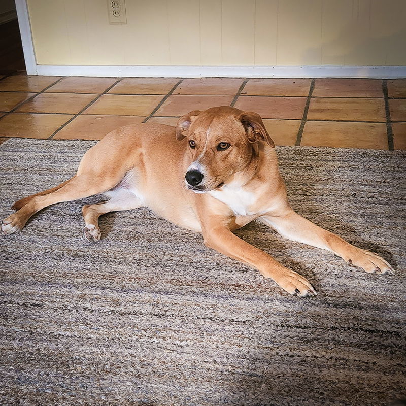 Penny VIII (New Digs)