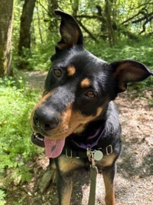 What my friends at Seattle Humane say about me I am a sweet girl I have a lot of energy
