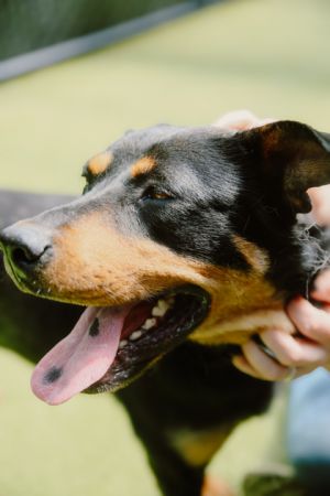 What my friends at Seattle Humane say about me I am a sweet girl I have a lot of energy