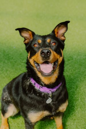 What my friends at Seattle Humane say about me I am a sweet girl I have a lot of energy